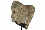 Fossil Hadrosaur Tibia End w/ Metal Stand - South Dakota #331122-1
